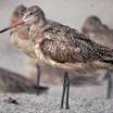 Marbled Godwit
